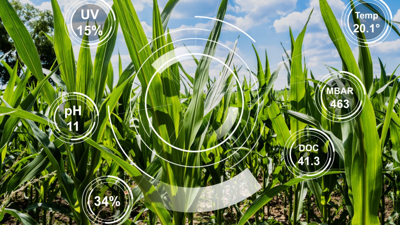 Corn plants, superimposed with translucent image of a smart agriculture tech console Corn plants, superimposed with translucent image of a smart agriculture tech console